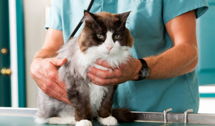 chat-vétérinaire