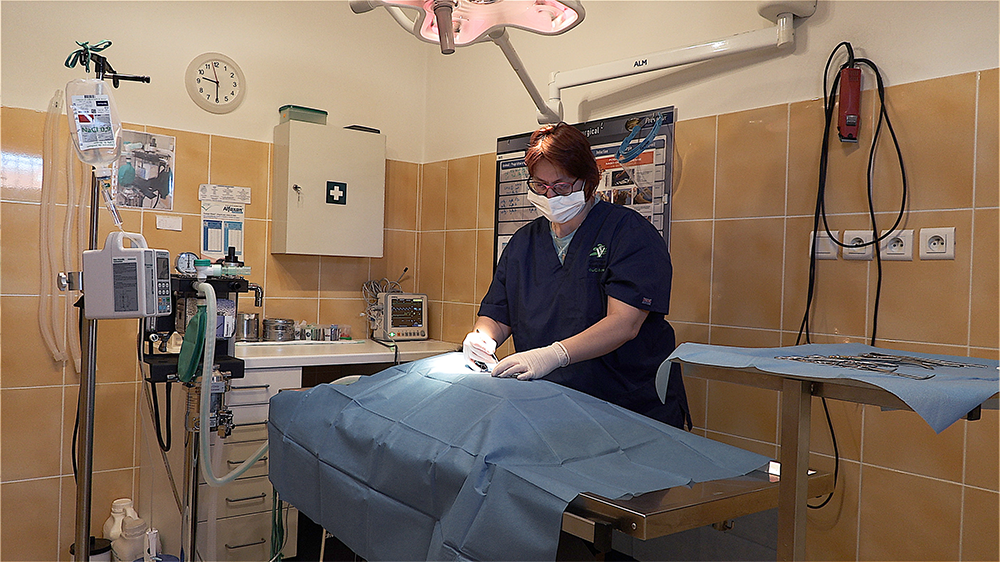 Chirurgie clinique vétérinaire du cèdre