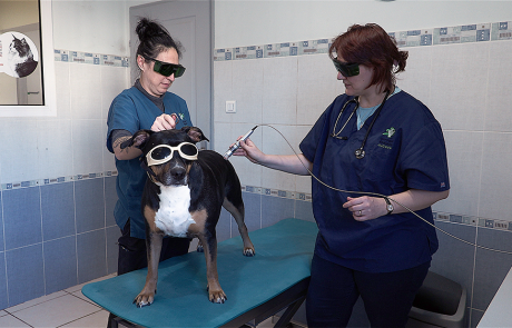 Laser clinique vétérinaire du cèdre