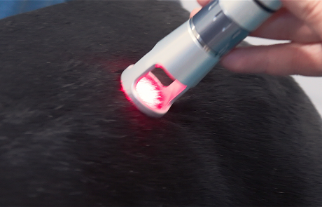Laser clinique vétérinaire du cèdre