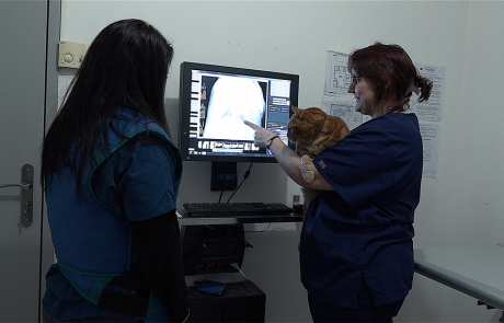 Radiographie clinique vétérinaire du cèdre