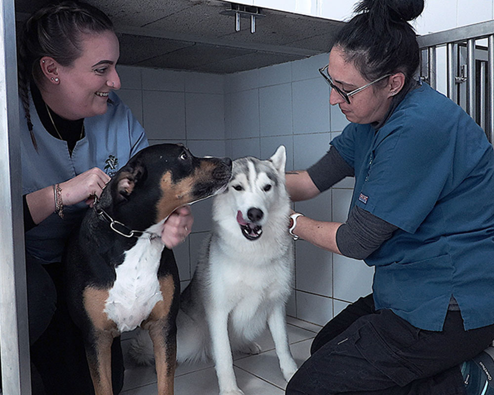 Hospitalisation clinique vétérinaire cèdre